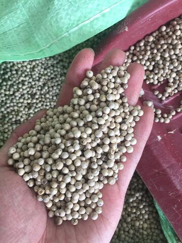 Jual Lada putih / Sell White pepper
