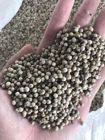 Jual Lada putih / Sell White pepper