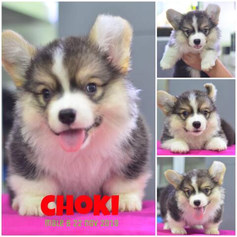 Jual Puppies Welsh Corgi Longhair Kualitas Super Kaskus