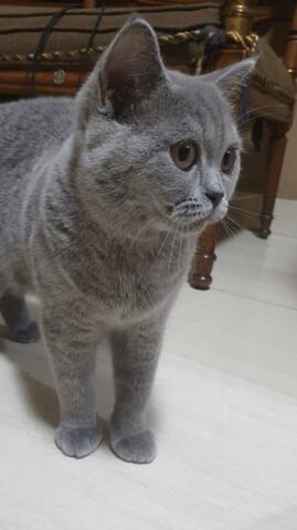 british shorthair blue female