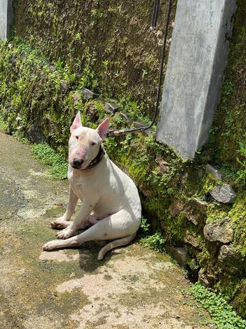 Jual Puppies Terrier Teril Terkam Jantan Kaskus