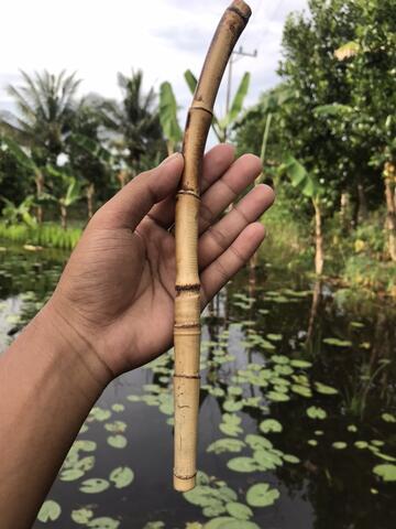 Rotan Temuruas Atau Oleng Atau Pethuk