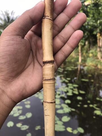 Rotan Temuruas Atau Oleng Atau Pethuk