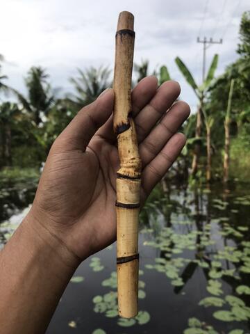 Rotan Temuruas Atau Oleng Atau Pethuk