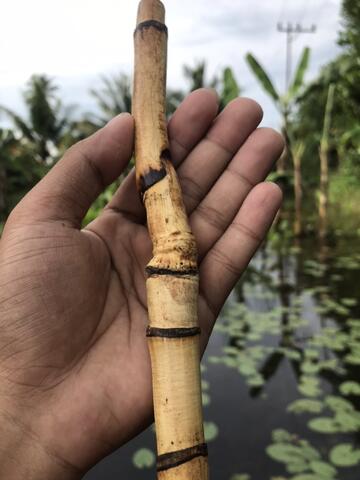 Rotan Temuruas Atau Oleng Atau Pethuk