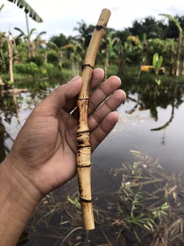 Rotan Temuruas Atau Oleng Atau Pethuk