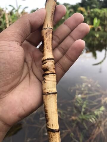 Rotan Temuruas Atau Oleng Atau Pethuk