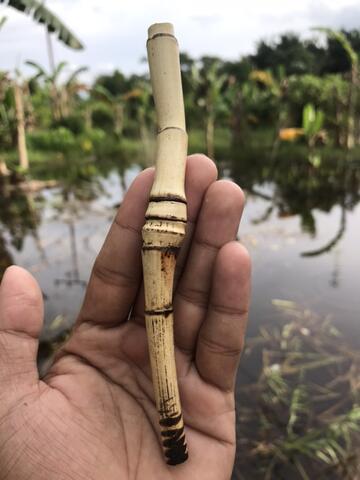 Rotan Temuruas Atau Oleng Atau Pethuk