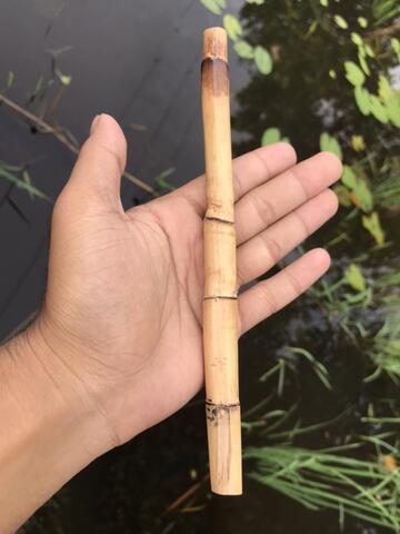 Rotan Temuruas Atau Oleng Atau Pethuk