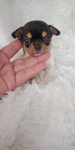 miniature teacup chihuahua puppies