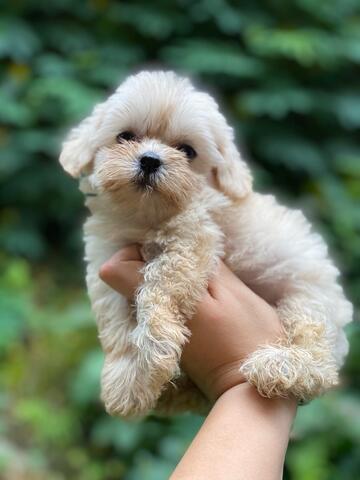 maltese cross poodle puppies