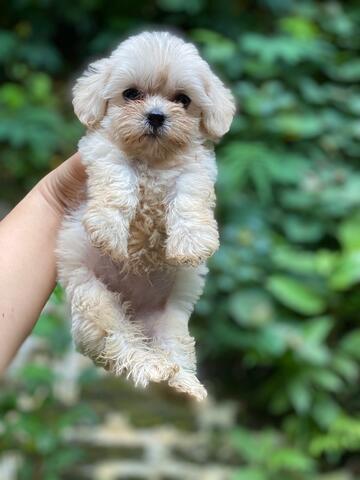 maltese cross poodle puppies