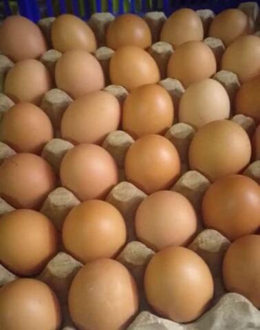 Telur Ayam Negeri Berkualitas. Harga Murah.