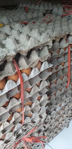 Telur Ayam Negeri Berkualitas. Harga Murah.