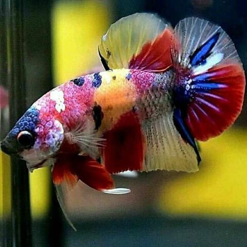 Jual Ikan Cupang Giant Fancy KASKUS