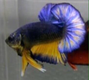 Ikan Cupang Giant Yellow Fancy