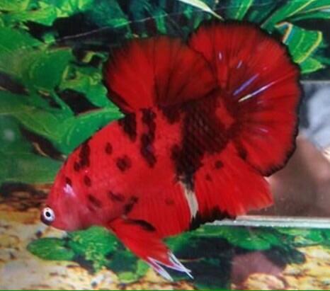 Ikan Cupang Giant Red Fancy