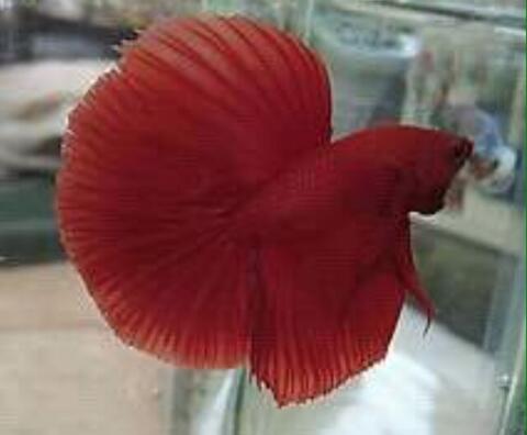 Ikan Cupang Halfmoon Red