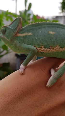 Terjual Low Pied Female Veiled Chameleon Kaskus