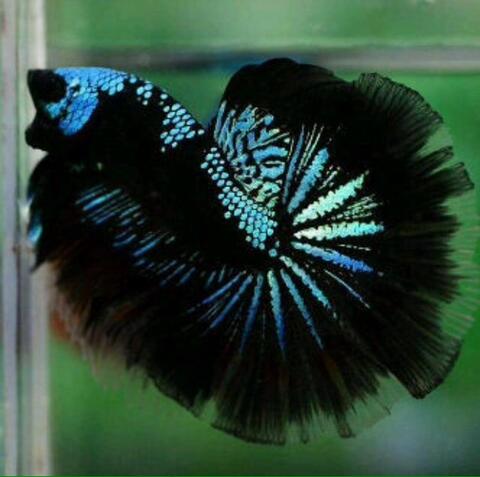 terjual ikan cupang halfmoon black fancy | kaskus