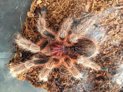 Tarantula Gramostolla Rosea