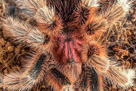 Tarantula Gramostolla Rosea