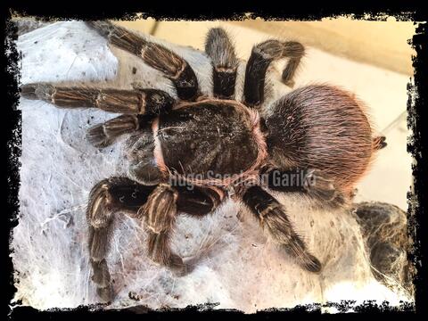 Tarantula Tliltocatl Vagans