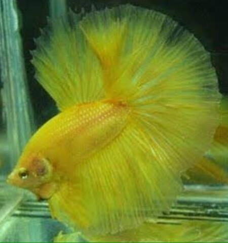 Ikan Cupang Halfmoon Solid Yellow