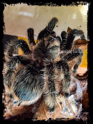Tliltocatl Albopilosus Tarantula Female