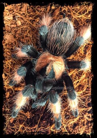 Brachypelma Emilia Tarantula