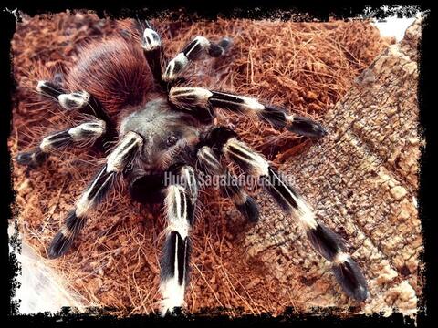 Nhandu Chromatus Tarantula Female