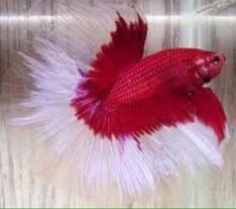 jual ikan cupang halfmoon red white | kaskus