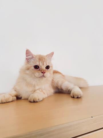 Kucing persia medium jantan murah Bu