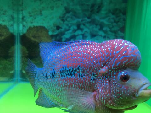Ikan Louhan Kamfa F3 Mongkol. Thailand. Rawatan Pribadi.