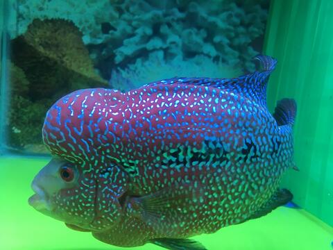 Ikan Louhan Kamfa F3 Mongkol. Thailand. Rawatan Pribadi.