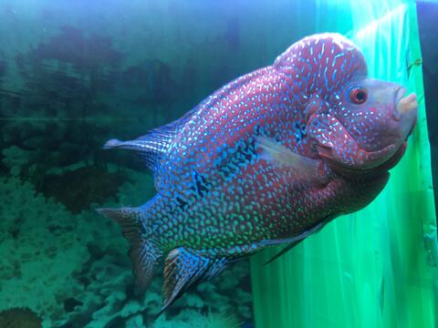 Ikan Louhan Kamfa F3 Mongkol. Thailand. Rawatan Pribadi.