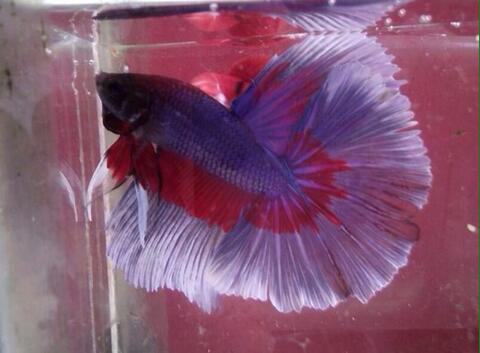 Ikan Cupang Halfmoon White Fancy