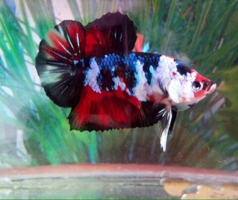 Ikan Cupang Giant Fancy