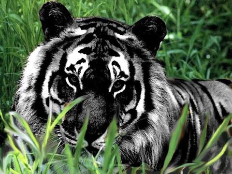 JUAL KHODAM MACAN HITAM GRATVIXX JAGAD BUMI