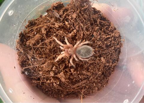 WTS Gramostolla Rosea Tarantula