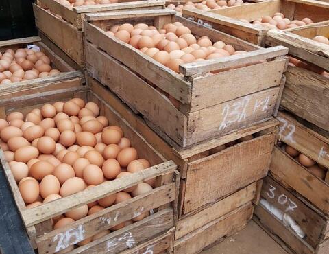 Telur Ayam Negeri Berkualitas. Harga Murah.