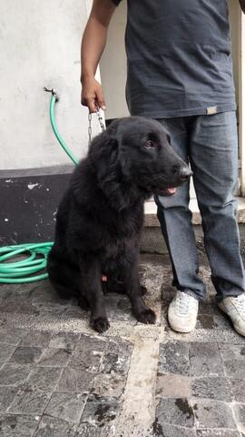 golden retriever black jantan 1.5thn (langka)