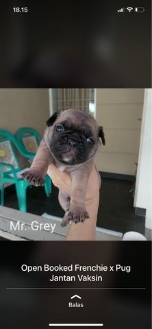 open book puppies mix pug french bulldog (frenchie)