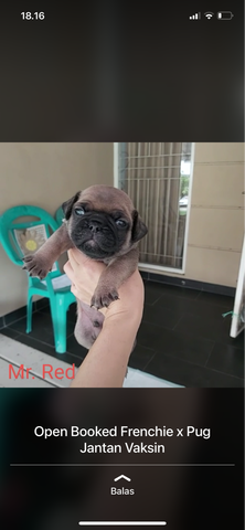 open book puppies mix pug french bulldog (frenchie)