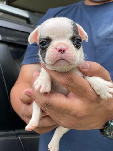 puppies french bulldog jantan