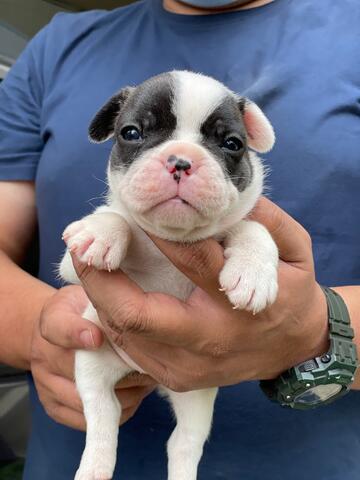 puppies french bulldog betina