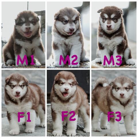 open book puppies alaskan malamute red