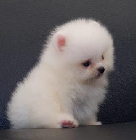 puppies superminipom jantan white