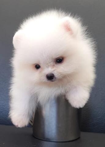puppies superminipom jantan white