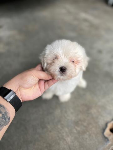 puppies maltese jantan (non stb)